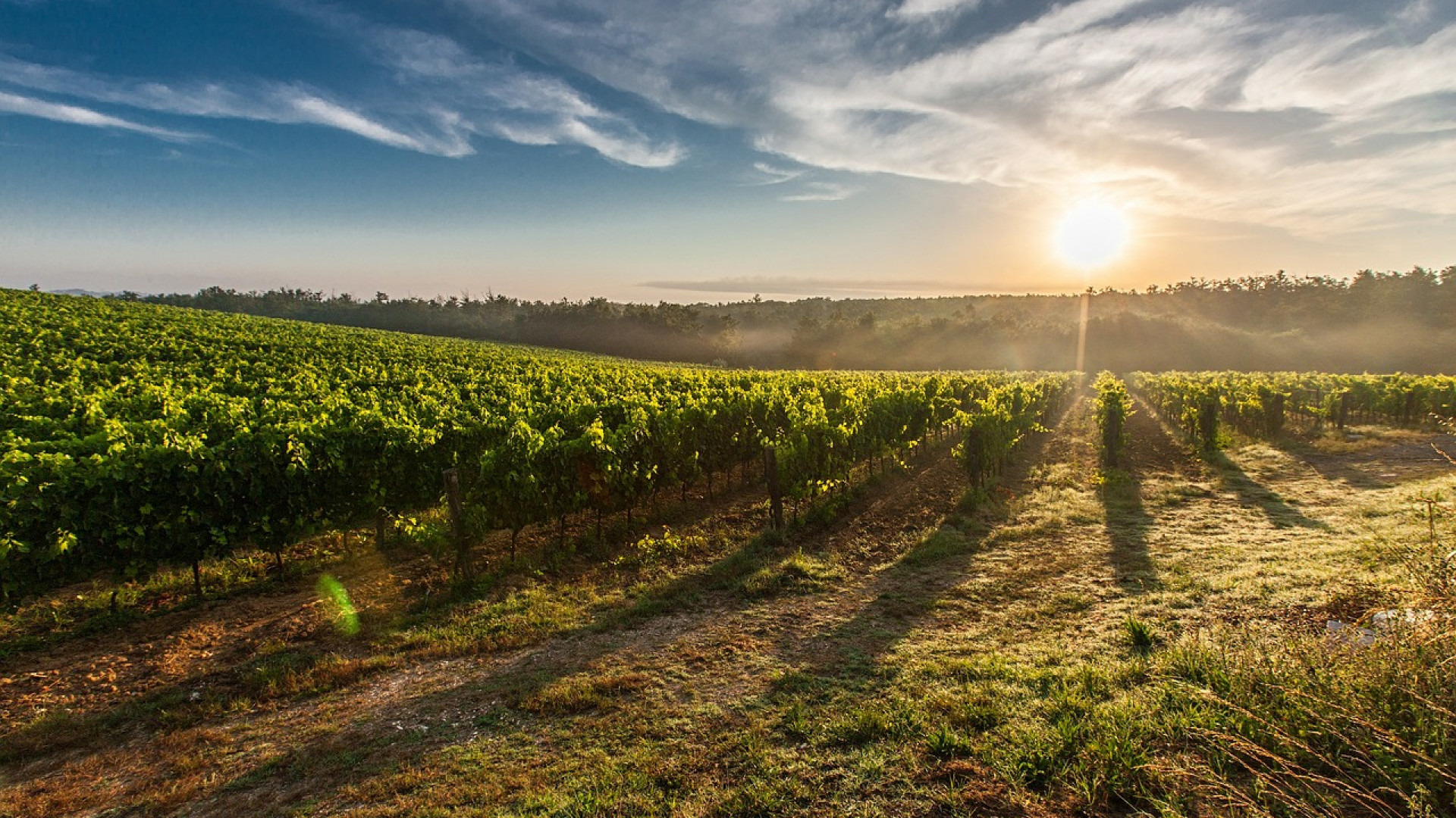 Comment réussir l’élevage d’un chablis bio