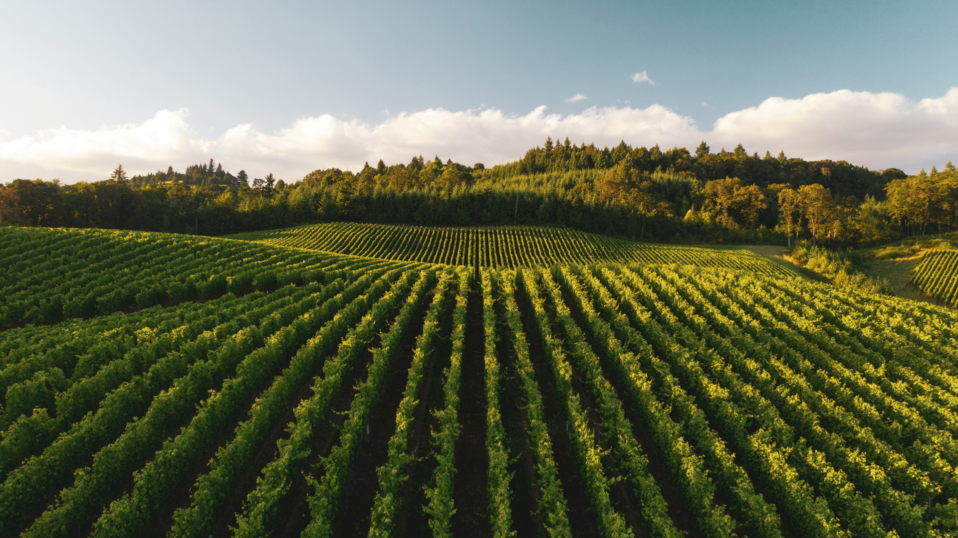 Œnotourisme : pourquoi visiter un vignoble pendant ses vacances ?